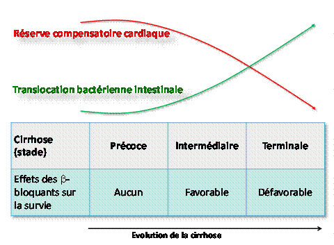 Hypothèse sur le rôle des béta-bloquants au cours de la cirrhose