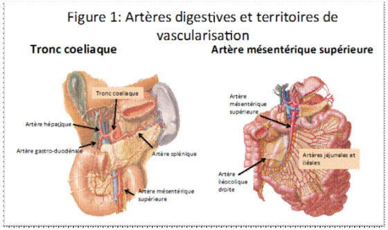 Anatomie de la vascularisation splanchnomésentérique