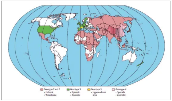 Figure 3. Distribution géographique génotypes responsable des infections VHE. (en blanc : données insuffisantes, mais plusieurs cas d’infection à génotype 3 ont été rapportés en Amérique du Sud) ; d’après (Kamar et al., 2012a)