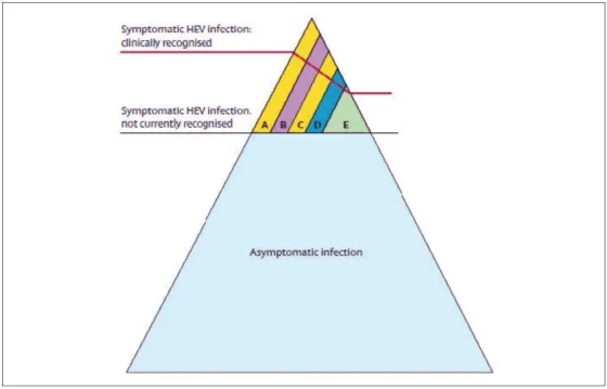 Figure 8. La plupart des infections VHE de génotype 3 et 4 sont asymptomatiques ou non diagnostiquées. Quand elles sont diagnostiquées (A) Infection aiguë ictérique (B) Infection chronique (C) Contexte de toxicité médicamenteuse (D) Manifestations neurologiques (E) Autres manifestations extra-hépatiques ; d’après (Kamar et al., 2012a)