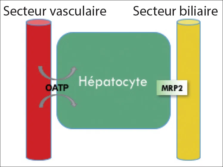 Figure 3. Représentation schématique de la distribution hépatocytaire des produits de contraste dits « hépatospécifiques ».
