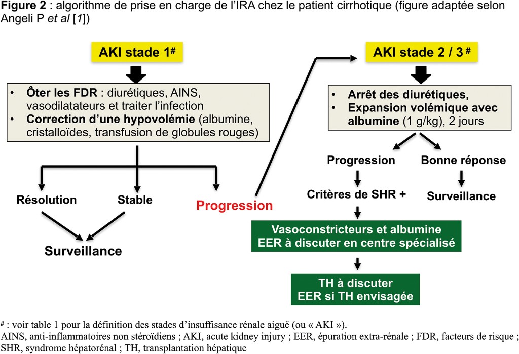 Algorithme de prise en charge de l'IRA chez le patient cirrhotique