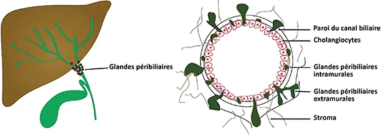 Figure 7 : représentation schématique des glandes péribiliaires. D’après (58)