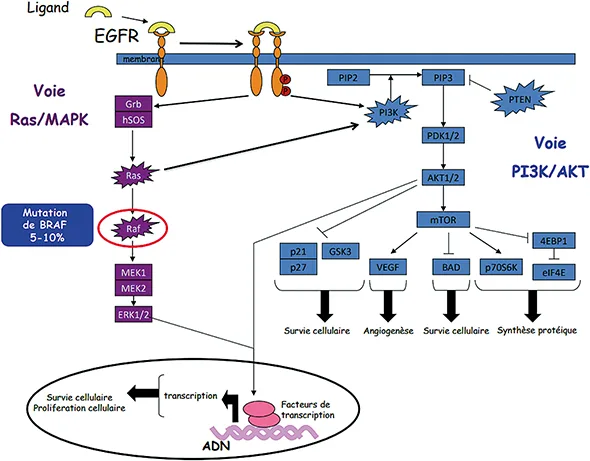 Figure 1 : hysiopathologie