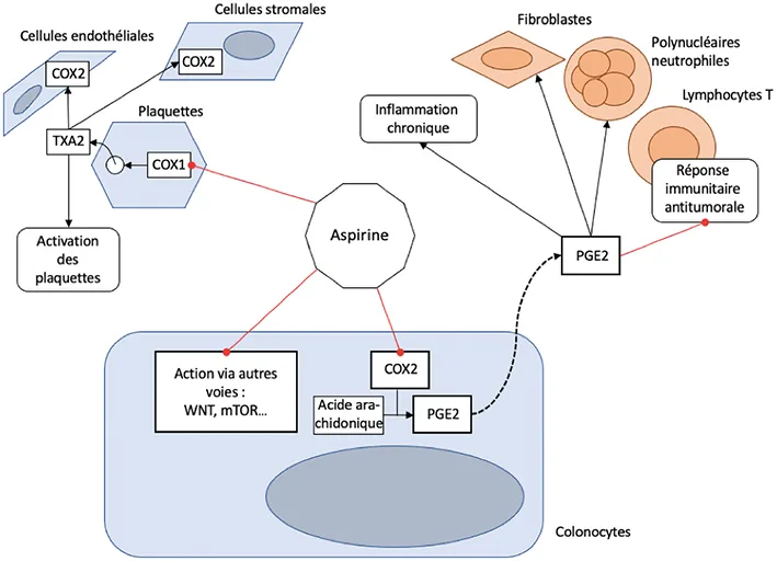 Figure 1 : mécanisme d’action de l’aspirine sur la carcinogénèse colorectale