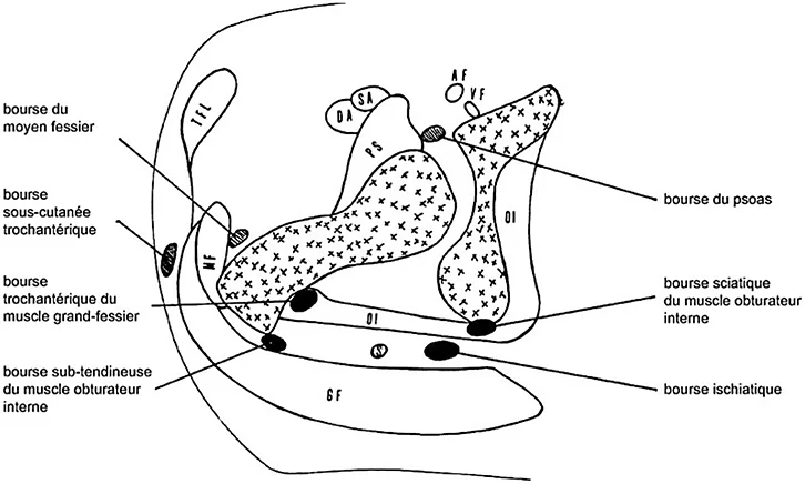 Figure 11 : coupe axiale montrant les différentes bourses de la ceinture pelvienne (dont la bourse ischiatique) (75)