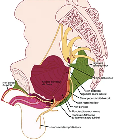 Figure 12 : schéma anatomique du nerf pudendal et de ses branches (76)