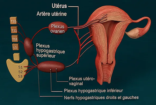 Figure 1 : innervation sensitive de l’utérus.
Figure modifiée d’après Skensved (4)