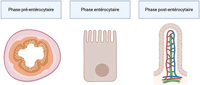 Figure 1 : Les trois phases de l’absorption intestinale