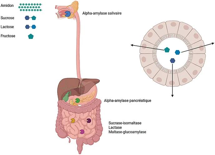 Figure 2 : Digestion et absorption des glucides