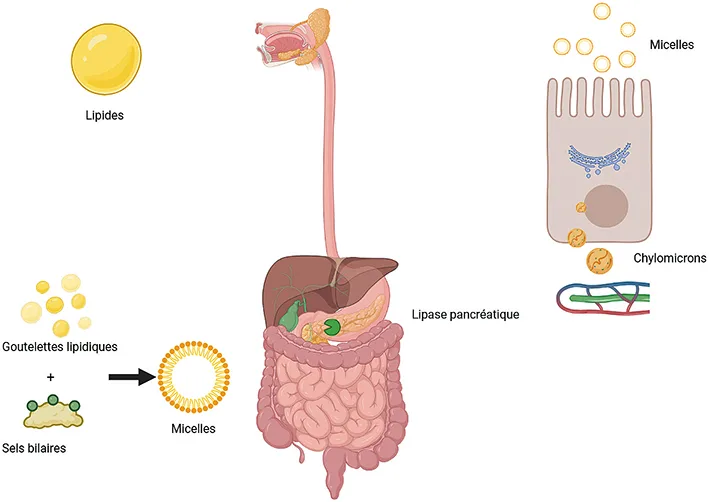 Figure 3 : Digestion et absorption des lipides