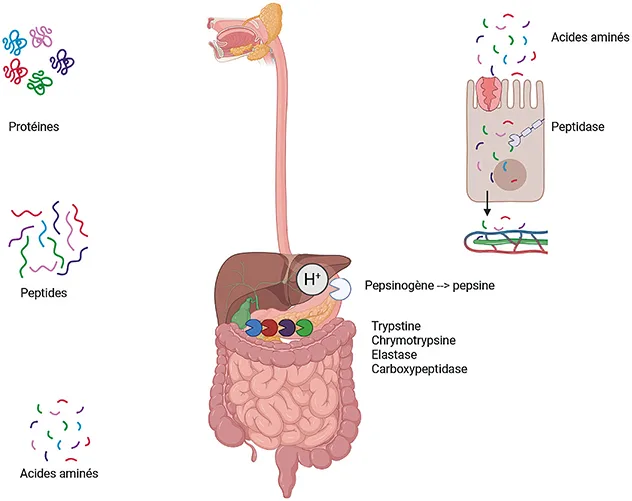 Figure 4 : Digestion et absorption des protéines
