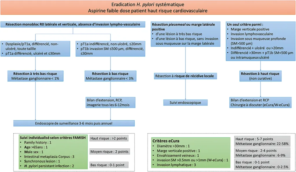 Figure 2 : Algorithme de prise en charge des lésions gastriques superficielles selon le résultat définitif
de la pièce de résection endoscopique