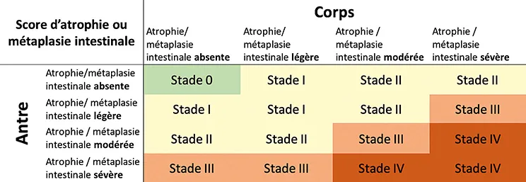 Figure 5 : Score histologique de gastrite atrophique OLGA ou métaplasie intestinale OLGIM. Adapté de Rugge et al. (16,17) Les patients stade III et IV ont les lésions les plus sévères et sont les plus à risque de développer un cancer gastrique.