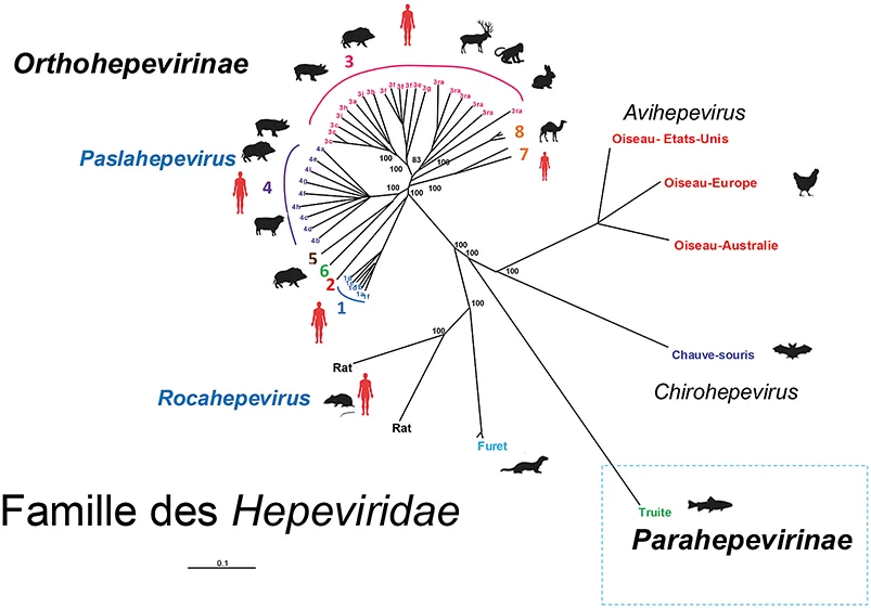 Figure 1 : Arbre phylogénétique de l’hépatite E