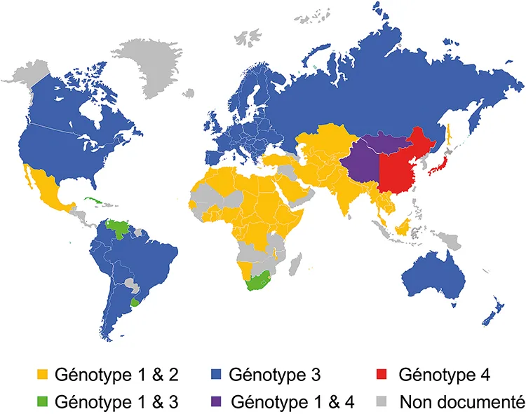 Figure 2 : Distribution géographiques des 4 principaux génotypes. Figure reproduite avec l’autorisation du Dr Abravanel.