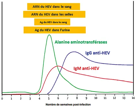 Figure 3 : Évolution des paramètres biologiques lors de l’infection par le virus de l’hépatite E. Ig : immunoglobuline, ALT alanine aminotransferase