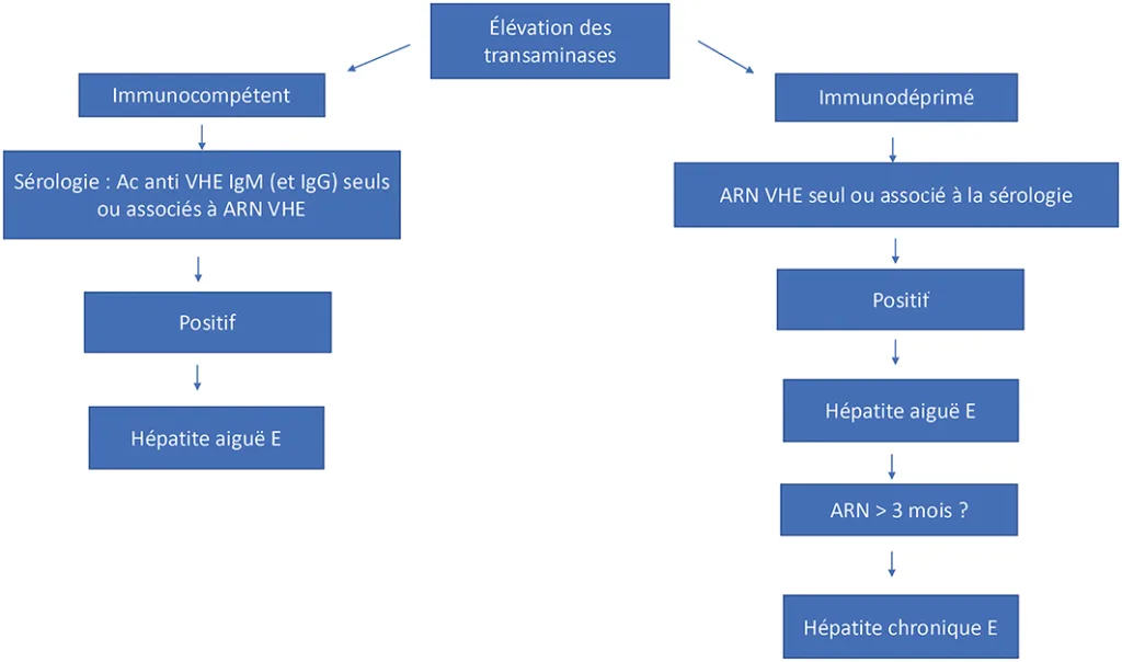 Figure 4 : Diagnostic du VHE, d'après EASL guidelines 2018