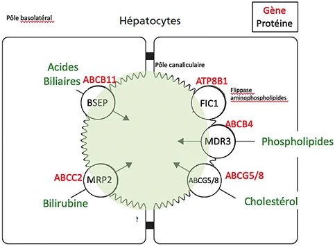 Figure 1 : Transporteurs biliaires assurant l’excrétion des différents composants de la bile