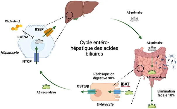 
Figure 2 : Cycle entéro-hépatique des acides biliaires (AB)
