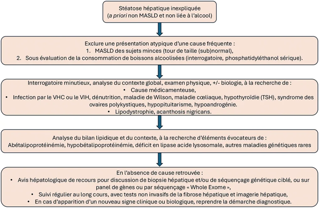 Figure 1 : Proposition d’algorithme diagnostique devant une stéatose hépatique inexpliquée